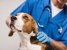 vetinary surgery specialist deep cleans and contracts Southampton